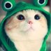 Crypto newbie (@cutekitten0808) Twitter profile photo Crypto newbie (@cutekitten0808) Twitter profile photo