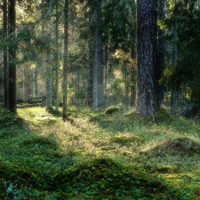 Shambis_YouTube's profile picture. ゆっくり解説者 / Minecraft Wiki 編集者 / Minecraft Resourcepacker

｜サブ垢：@Maybe_Shambis｜その他アカウント：https://t.co/ZwfseepZnY｜