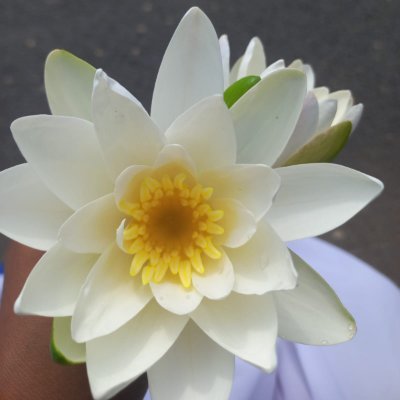 bharat_saini_4's profile picture. Completing with myself💪                                    
Dreams 🏹 Goals 🎯 
https://t.co/NJBB9zGZEW…