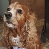 Néstor Germán (@gerardollanos14) 's Twitter Profile Photo