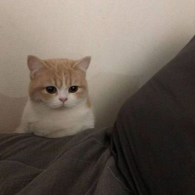 howvfong's profile picture. Gather ye rosebud while ye may