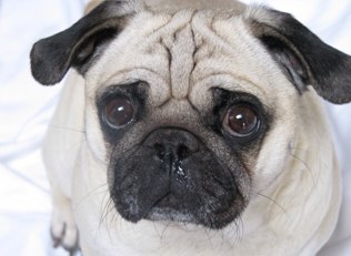 PapithePug's profile picture. Big Canadian pug, with personality that will steal your heart... You've been warned 
human's IG is only4thatgirl