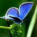 Blue Butterfly (@B_lue_Butterfly) Twitter profile photo