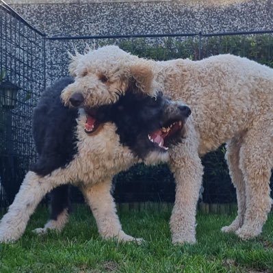 We like food & treats. Always. We’re in training to be the very goodest of good boys. Sometimes…