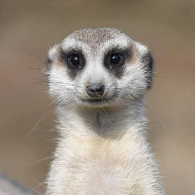 めんだこさんのプロフィール画像