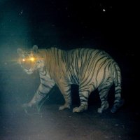 trailcam (@trail_cams) 's Twitter Profile Photo