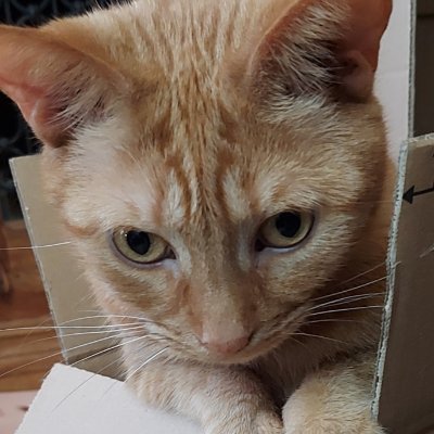 Autumncoff53709's profile picture. Autumn months, good coffee and the love from a purring cat. ❤️