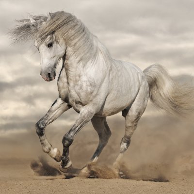 team_ninjahorse's profile picture. Ninja Horse is a tech company that helps Small and Midsize Business (SMBs) create a strong visual identity with web, app, and content creation services.