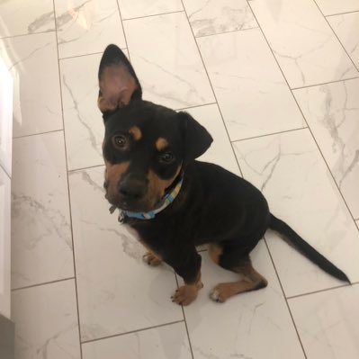 BananasInTheFan's profile picture. If you know me, you know my dog. Also: lawyer, parent, weather nerd, regular nerd.