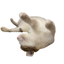 Bertha Wong - @BerthaWong54965 - Twitter