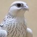 سلمان (@1133_salman) Twitter profile photo سلمان (@1133_salman) Twitter profile photo