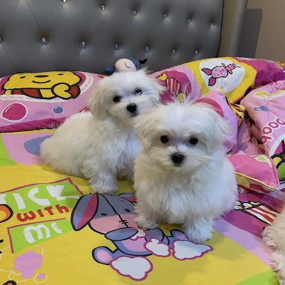 gig_gift64348's profile picture. 