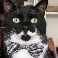 Tux & Ann (Tux’s Mom) (@annlear6) 's Twitter Profile