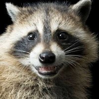 Raccoon Lover(@raccoon_lover55) 's Twitter Profile Photo