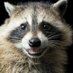 Raccoon Lover (@raccoon_lover55) Twitter profile photo Raccoon Lover (@raccoon_lover55) Twitter profile photo