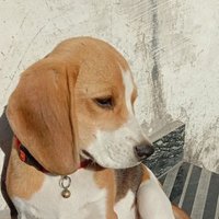 Rishi Behal🕉️🇮🇳 (@rishibehal2005) 's Twitter Profile