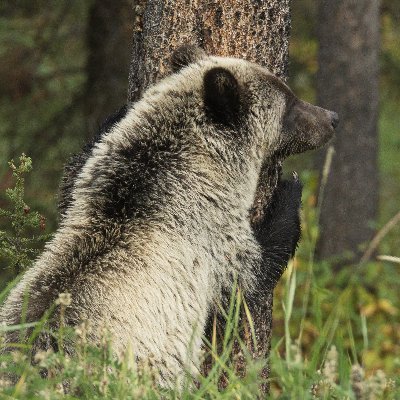 Wildlife Photographer/Amateur Naturalist. 

Images can be viewed through my website. No baiting practices are used. Take a moment to view Alberta's wildlife.