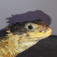 ペットショップ様 hT7CYUg7_200x200.jpg