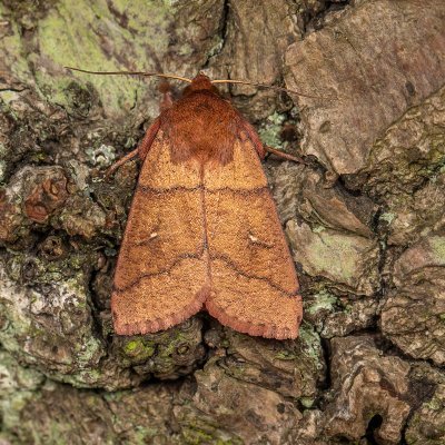 Promoting moths and moth recording in the vice-county of Surrey (VC17) - Admin: @LesEvansHillBC.