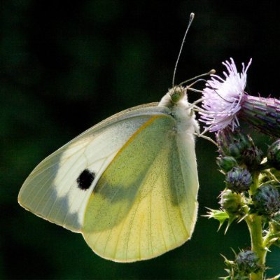 A Sussex based charity dedicated to saving butterflies
Mother Nature needs our help now.