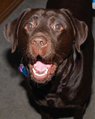 Hi, I'm Duncan! A chocolate lab, I like T-Bonz. I heard about this cobra that was tweeting, and thought why not me? So here I am!