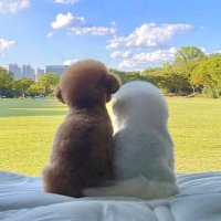 animal loving (@anlmaloving) 's Twitter Profile