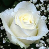 Reem Almahjoob🌷🇸🇦 (@reemalmahjoob) 's Twitter Profile
