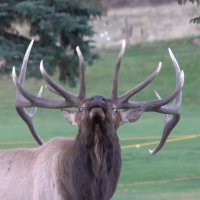 Colorado Wildlife(@SethPowell_) 's Twitter Profile Photo