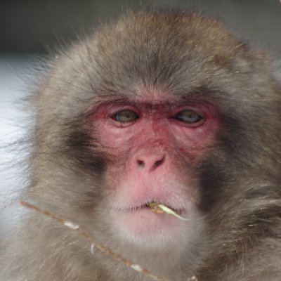 kyoro3161's profile picture. 趣味は美味しい酒と食事と獣害対策を楽しむ事
たまの仕事は鳥獣被害対策