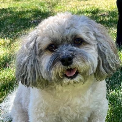 Hi I’m Olaf, and yes I do love warm hugs (from the right people) woof woof 😆. I’m a 6 years old, Havanese boy, hoping to make some 4 legged friends🥰🐶🤗