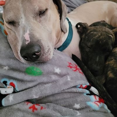 Horror movie buddies for Mom @tmr_8706, guest on podcasts and YouTube, Weimaraner/Great Dane lap dog & terrier mix sister, Private with #ZSHQ 🧟‍♂️