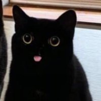 Alex N (@nn_alex_) 's Twitter Profile