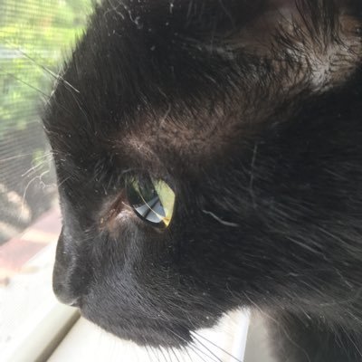 onlycatslover Profile Picture