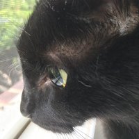 Friends of Midnight the Cat(@onlycatslover) 's Twitter Profile Photo