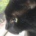 Friends of Midnight the Cat (@onlycatslover) Twitter profile photo