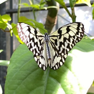 tina06813372316's profile picture. 蝶や花のように美しく、求められ、それでいて控えめで優しい