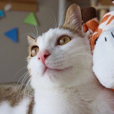 🐈自己紹介 /性別:男 /年齢:36歳 /家族:妻、猫/仕事:会社員 /趣味:猫、投資(NISA)、旅行、キャンプ /投資歴:6年 /投資対象:投資信託 S&P500、オルカン、高配当株 /投資スタイル:放置 /10年以内にサイドFIRE