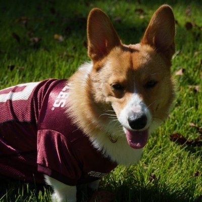 Official Unofficial Mascot of @Nolecast
Big fan of FSU and spray cheese 
Pembroke Welsh Corgi