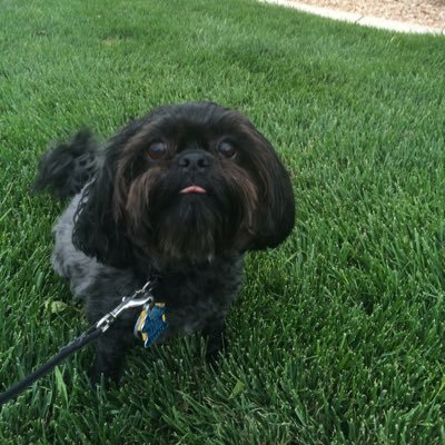 ihacall's profile picture. House of Reps can defund anything w/Power of Purse w/218 votes, w/out approval from senate/president/judiciary. Article I, Sec. 9, C1 & Sec. 8, C1.