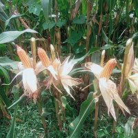 คู่แท้บ้านๆ ลพบุรี (อ.หนองม่วง) (@khuthaelph64111) 's Twitter Profile