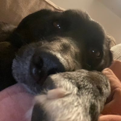 TrashPandaXD_'s profile picture. (ignore my @ its my old username) this is my second account my main is @thestinkus