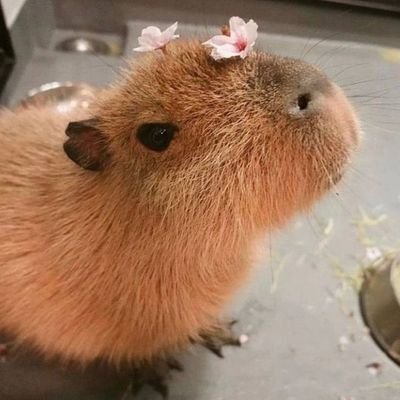 Doriiminn's profile picture. Me gusta el helado y los fideos.