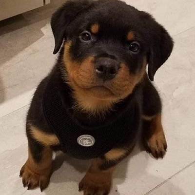 jessus_vm's profile picture. Fotos hot 😈