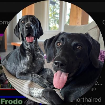 frodonboots's profile picture. We are two American fun loving GSP’s who love our humans and are always ready roll!