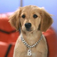 🐾 Ｂ－ＤＡＷＧ 🐾 (@blingpup_) 's Twitter Profile Photo