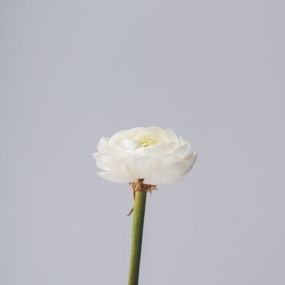 Khadijah3_9's profile picture. أشعُر بأن لدي أجنحة، ولكنّي في عمق المُحيط ..