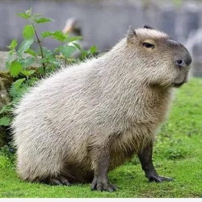 MisterXtra2's profile picture. Hello world