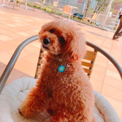 本能で「こりゃイイ!」と、マヤ歴に飛びつき、大勢の方の可能性を見てきました。
そこで、愛犬も調べたところ……
なるほど~の共通点を発見! 盛り上がりました!!
この楽しさ、皆さんにも届くといいなぁ(^^♪