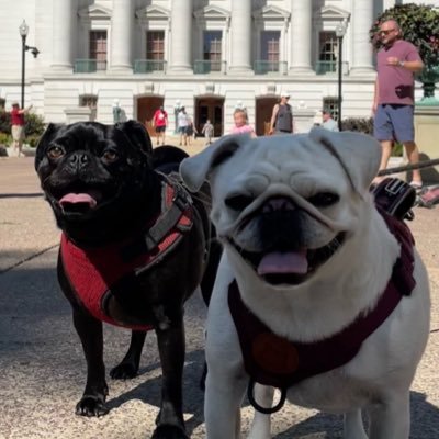 ph_kitty's profile picture. loves dogs. hates dictators.