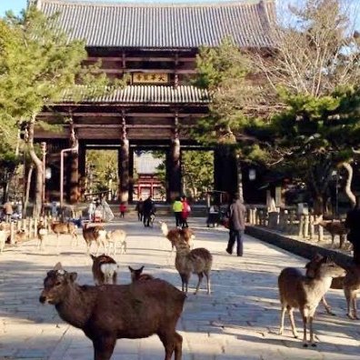 奈良県で圧倒的な集客のオススメデリヘルがあります✨お店の対応良く、10年以上運営されてあるお店なので初日から安定して稼ぎ続けており、新人期間後も安定して稼げています⭐️